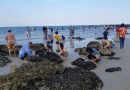 นทท.ตะลึง!!โขดหินหลายร้อยก้อนโผล่ ทั้งหอยแมลงภู่ หอยนางรม ที่หาดหัวหิน นทท.ตะลึง!!โขดหินหลายร้อยก้อนโผล่ ทั้งหอยแมลงภู่ หอยนางรม ที่หาดหัวหิน